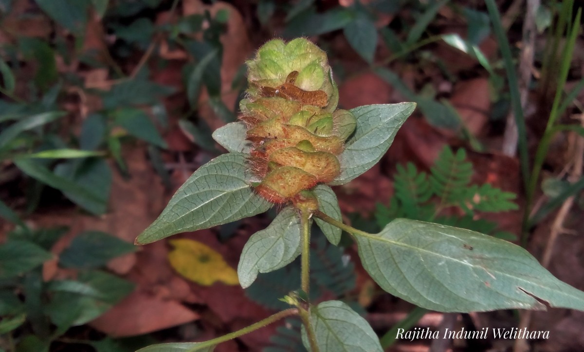 Phaulopsis dorsiflora (Retz.) Santapau